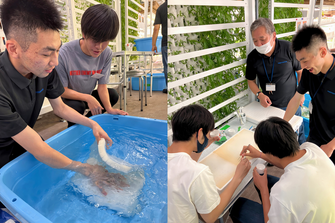 ウレタンシートの吸水作業(左)と播種作業(右)を体験